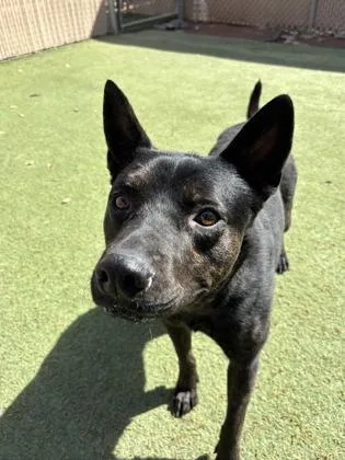 An adult medium-sized male Black Mixed Breed dog named Stewart for adoption in El Paso, TX