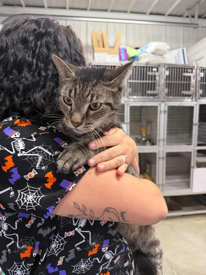 An adult large-sized male Domestic Short Hair cat named Atlas for adoption in Greensburg, IN