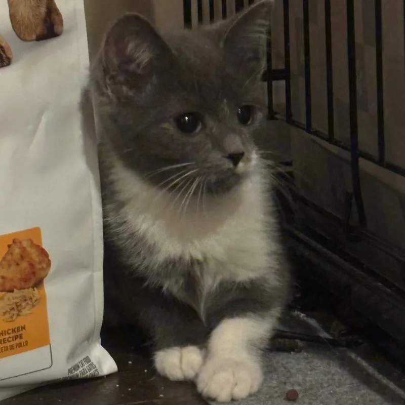 A baby small-sized female Gray / Blue / Silver Domestic Short Hair cat named Lainey for adoption in La Grange, KY