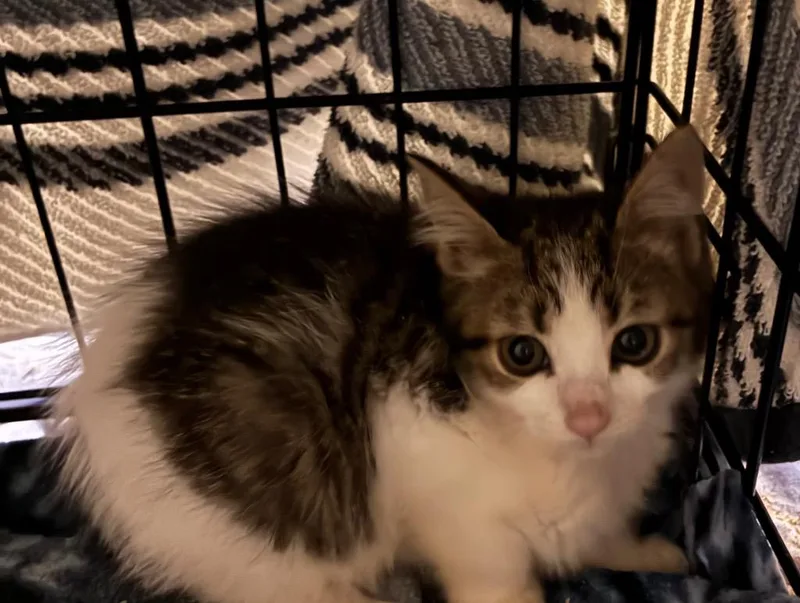 A baby small-sized female Domestic Short Hair cat named Esmerelda for adoption in Meriden, CT