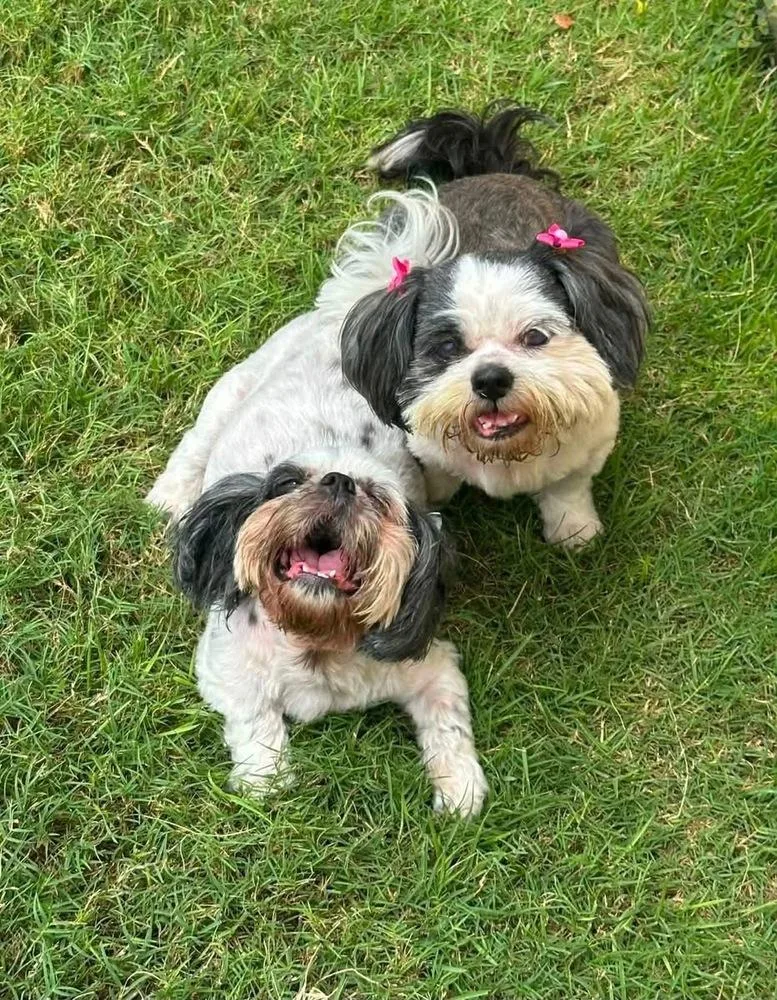 Pebbles and Klohe