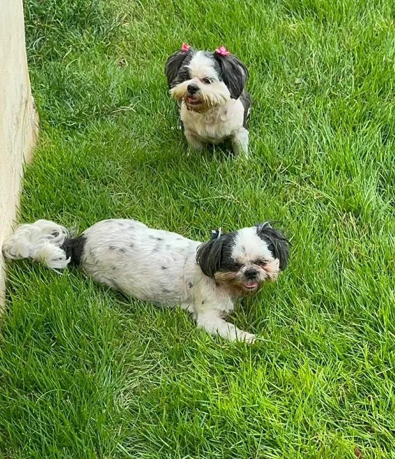 Pebbles and Klohe thumbnail 4