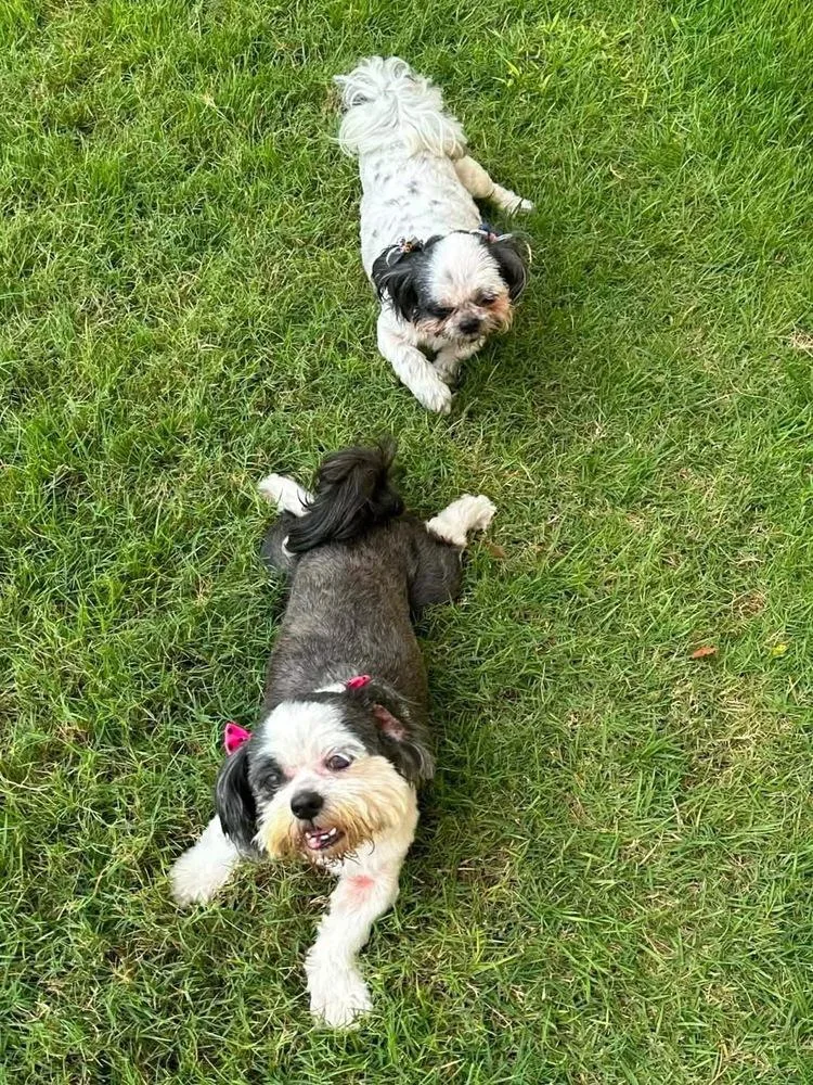 Pebbles and Klohe thumbnail 5