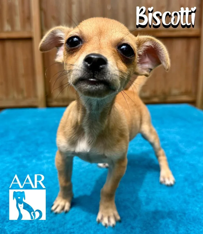 Biscotti thumbnail 3