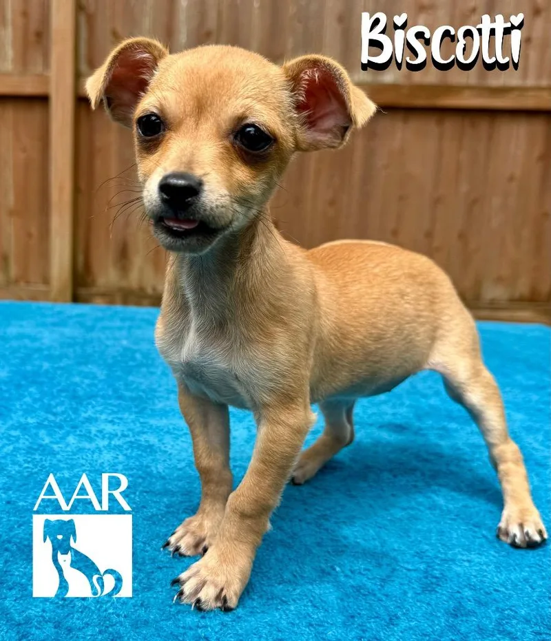 Biscotti thumbnail 4