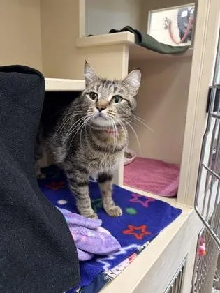 An adult medium-sized female Domestic Short Hair cat named Jacinda for adoption in Westland, MI