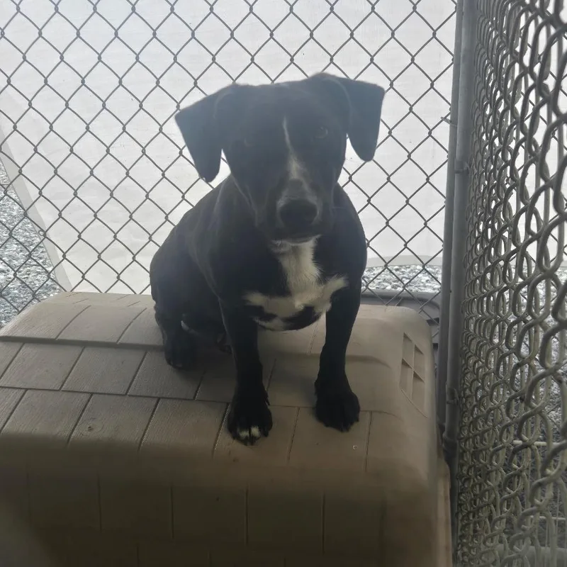 An adult medium-sized male Black Mixed Breed dog named Carmel for adoption in Mount Gilead, NC