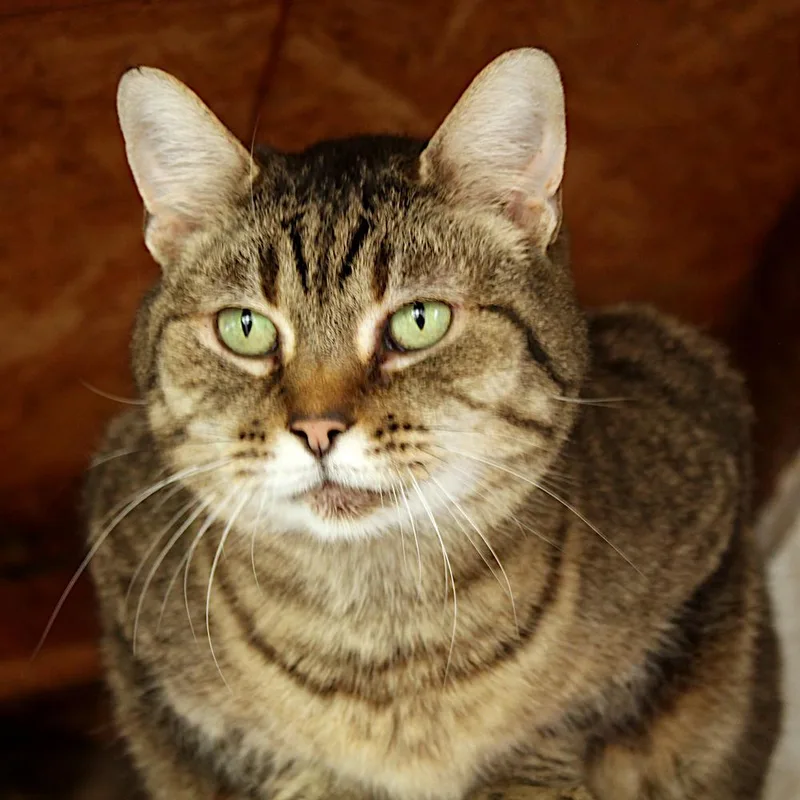 An adult large-sized male Gray / Blue / Silver Tabby cat named Aang for adoption in Redlands, CA