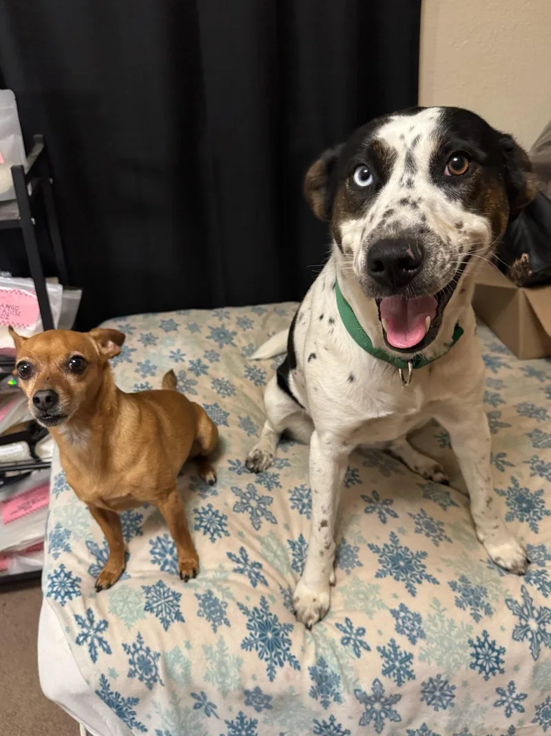 A young large-sized female Australian Shepherd dog named Shelley for adoption in Wakefield, RI