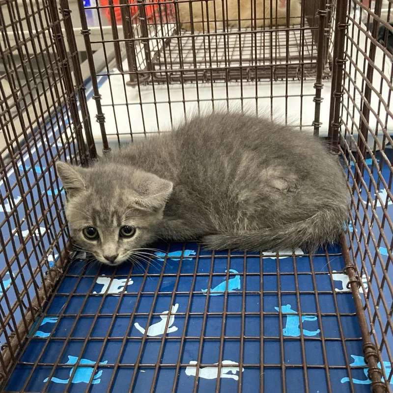 A baby small-sized male Gray / Blue / Silver Domestic Short Hair cat named Stu Macher for adoption in Galveston, TX