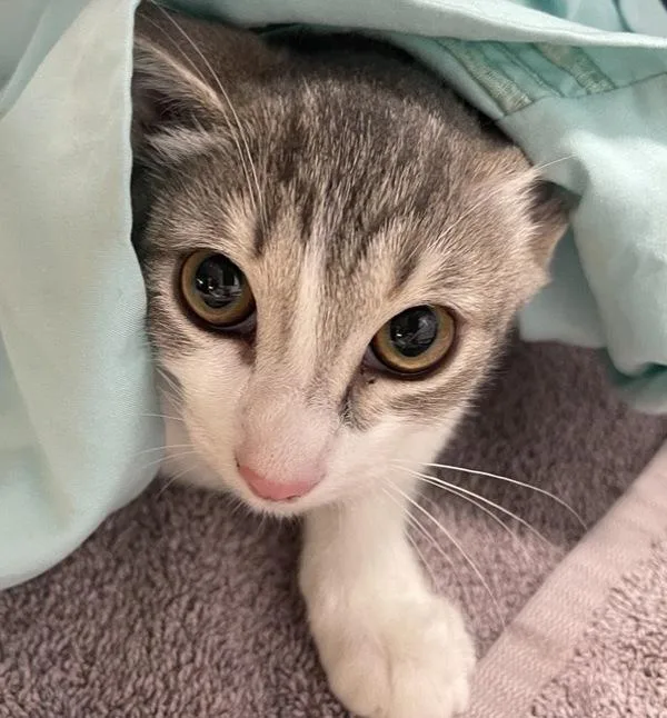A baby small-sized female Domestic Short Hair cat named Everglades for adoption in Escondido, CA