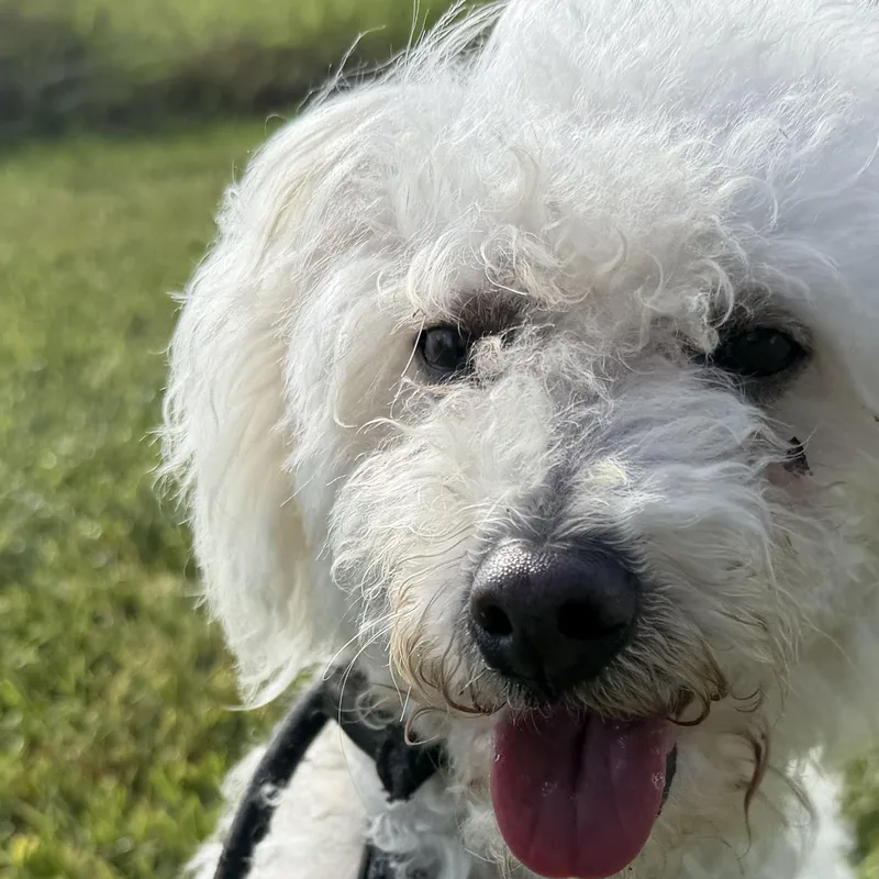An adult small-sized male Maltipoo dog named Lucus for adoption in Pearland, TX