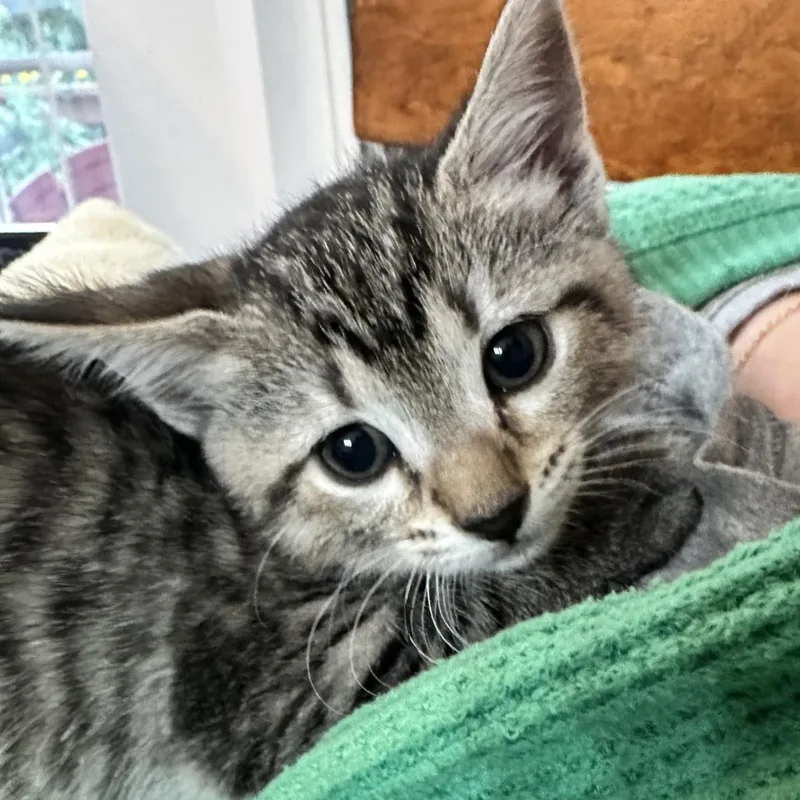 A baby small-sized female Brown / Chocolate Domestic Short Hair cat named Susan Pevensie for adoption in Chattanooga, TN