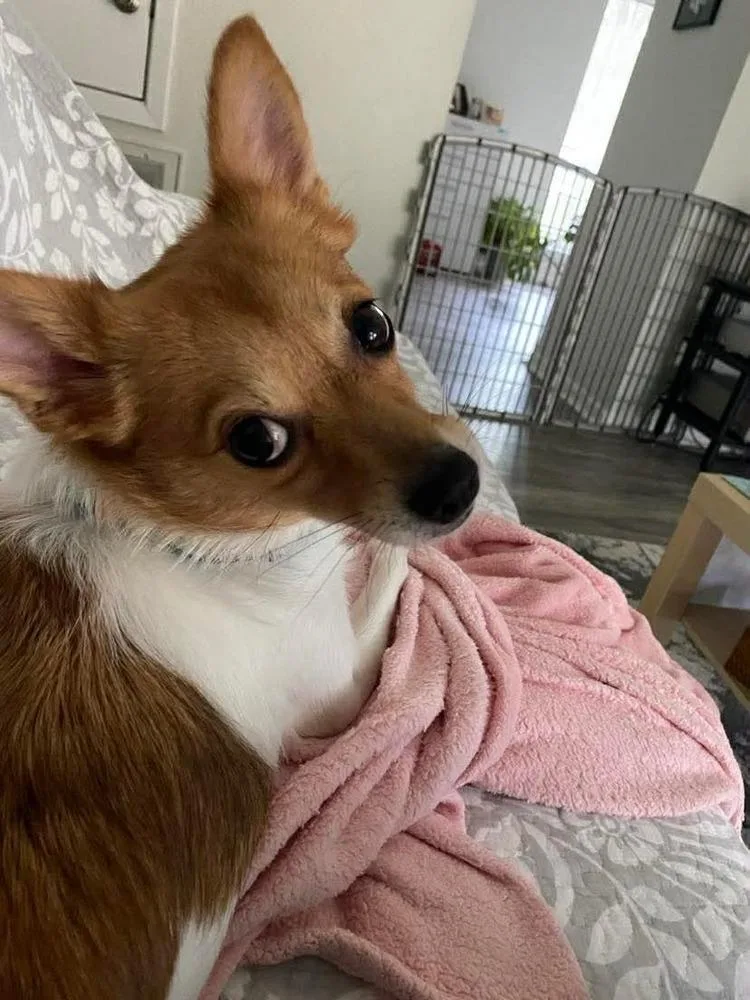 A young small-sized female Fox Terrier dog named Lizzie for adoption in Saugus, MA