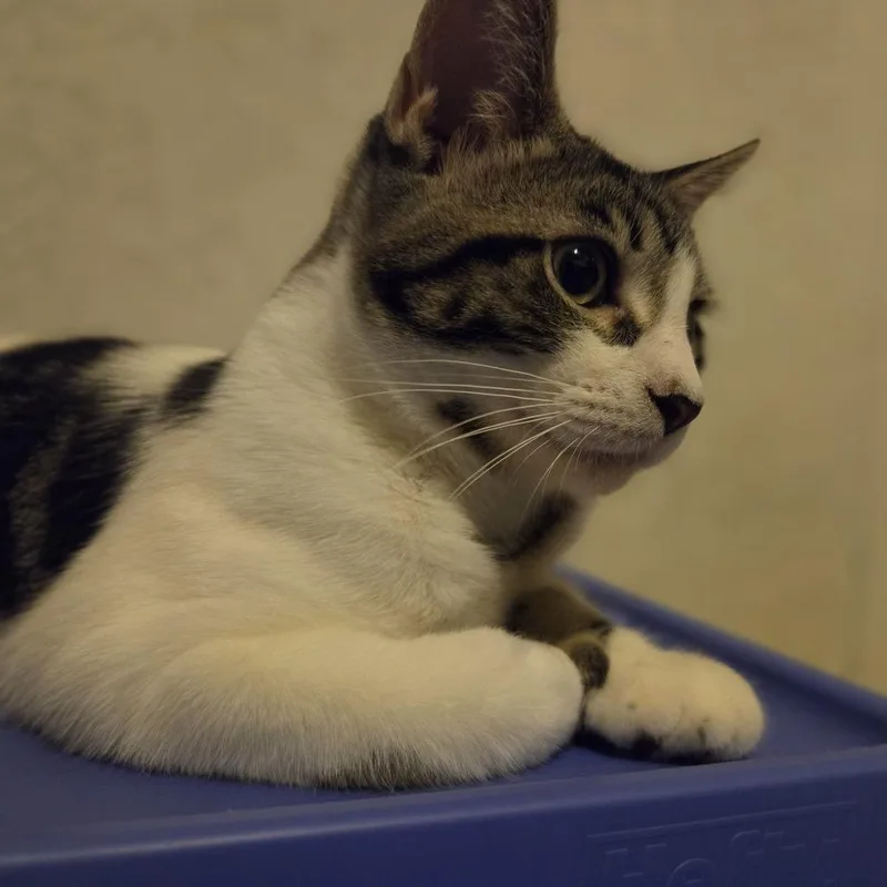 A baby small-sized female Domestic Short Hair cat named Agnes for adoption in Rock Falls, IL