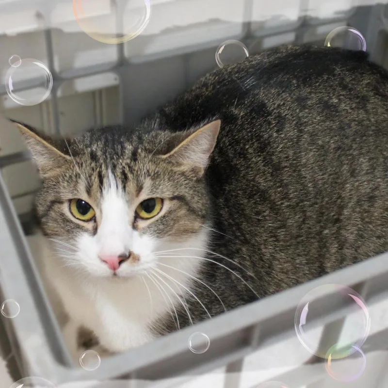 A young medium-sized male Tabby (Gray / Blue / Silver) Tabby cat named Boogar for adoption in Amelia, OH