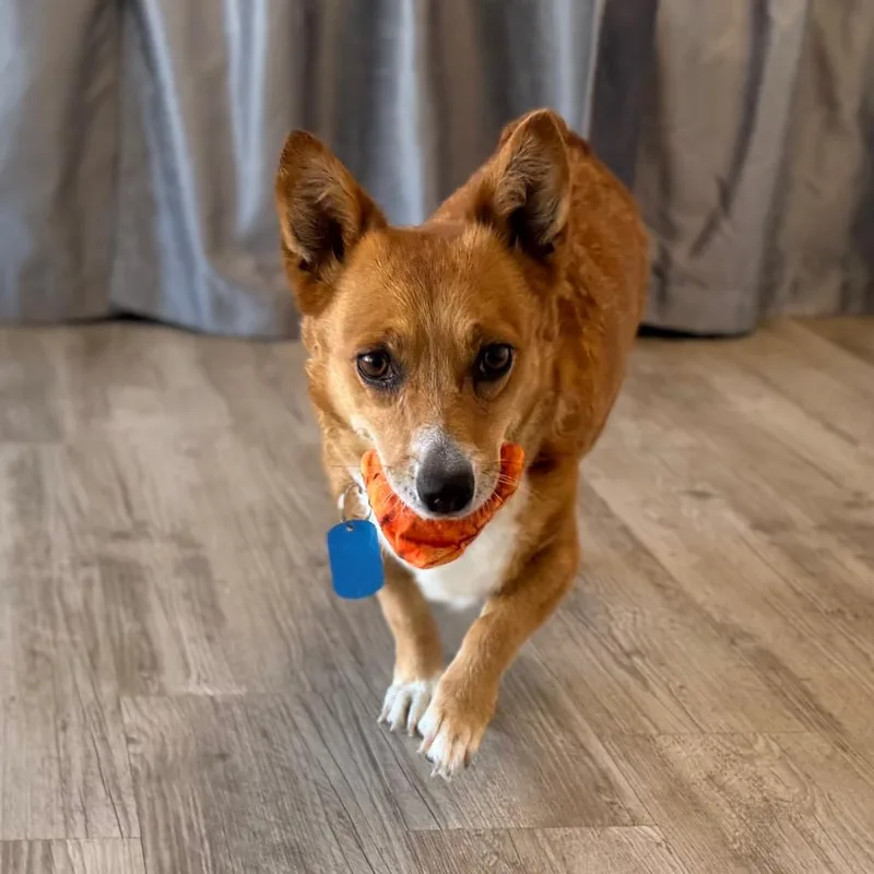 A senior small-sized female Corgi dog named Penny for adoption in Green Bay, WI