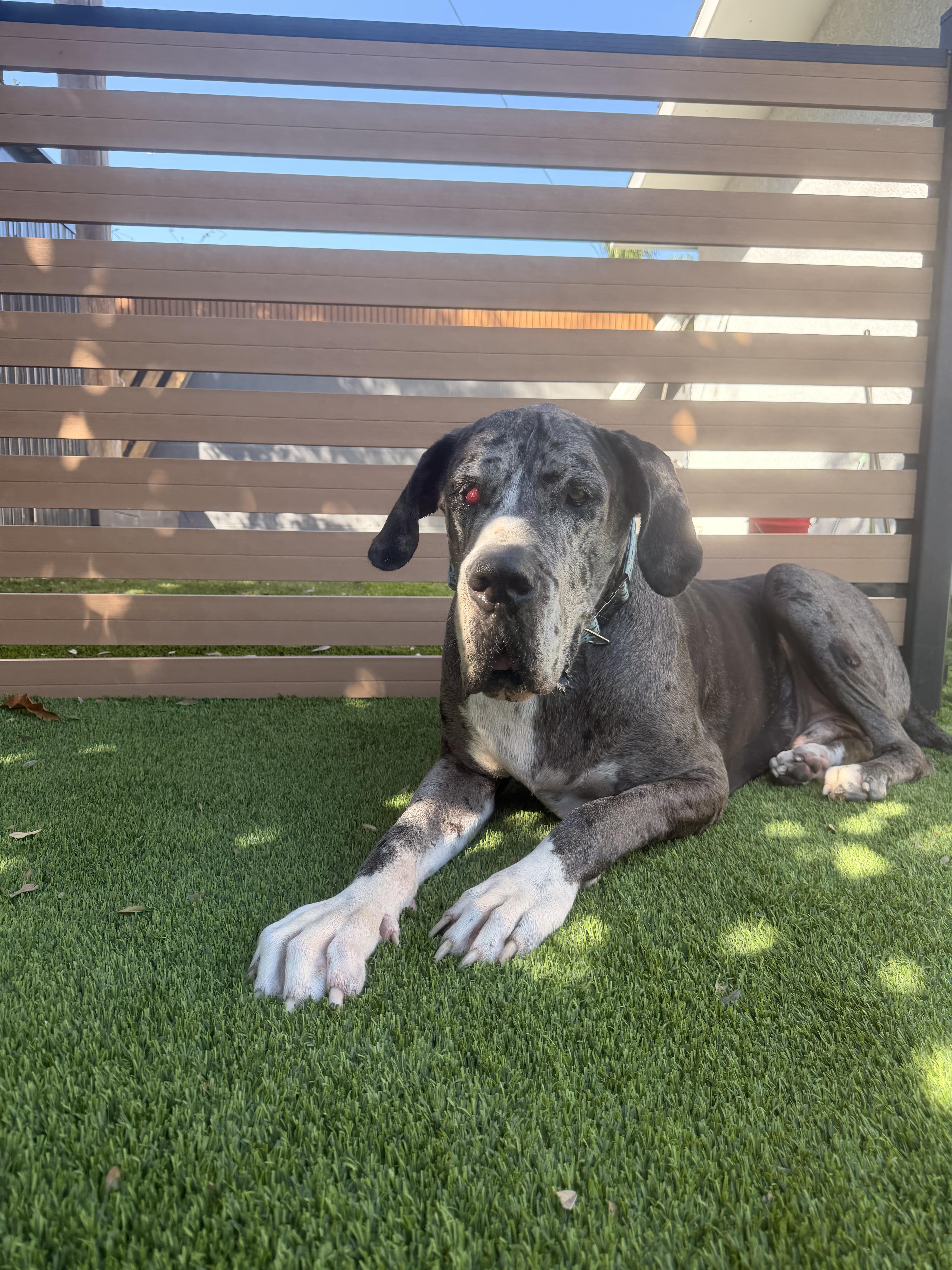 An adult extra large-sized male Merle (Blue) Great Dane dog named Hercules for adoption in Long Beach, CA