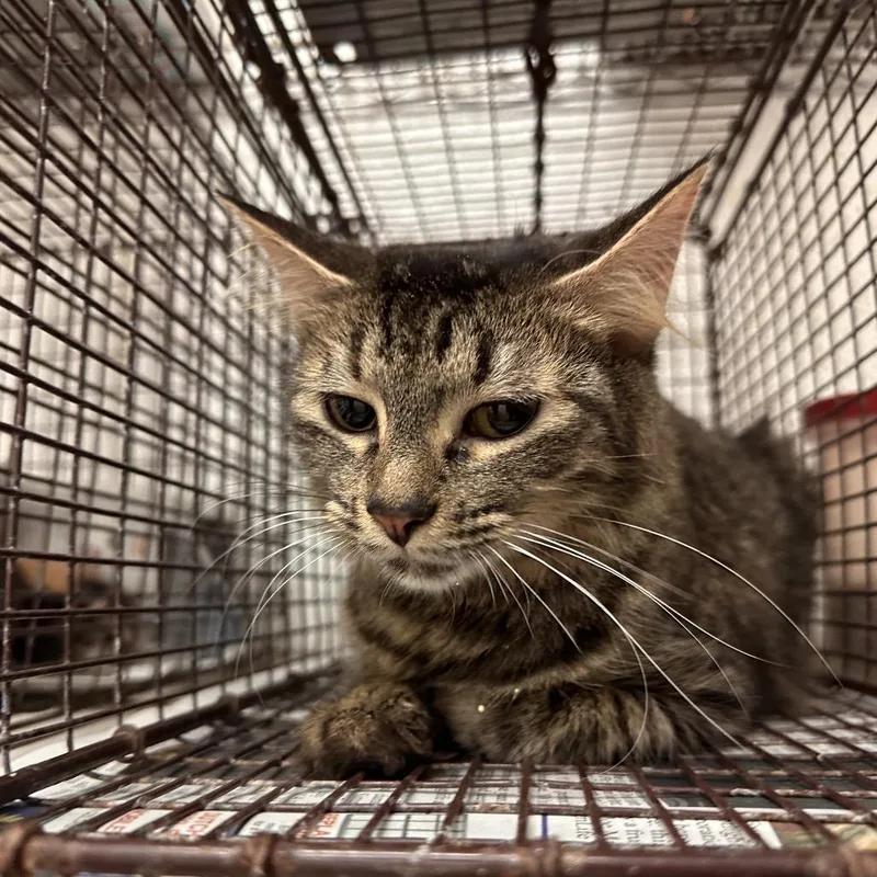 An adult medium-sized female Brown / Chocolate Domestic Short Hair cat named Chloe for adoption in Leander, TX