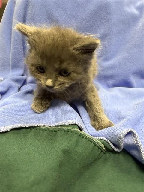 A baby small-sized female Domestic Medium Hair cat named Poppy for adoption in Ontario, CA