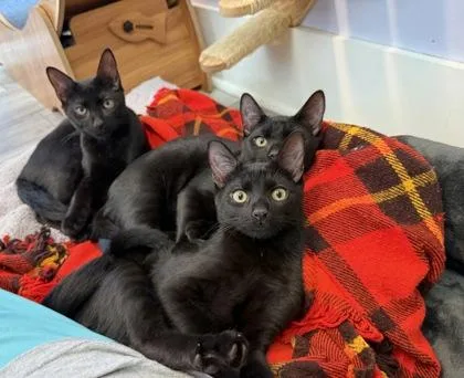 A baby small-sized male Domestic Short Hair cat named Cinder for adoption in Port Saint Joe, FL
