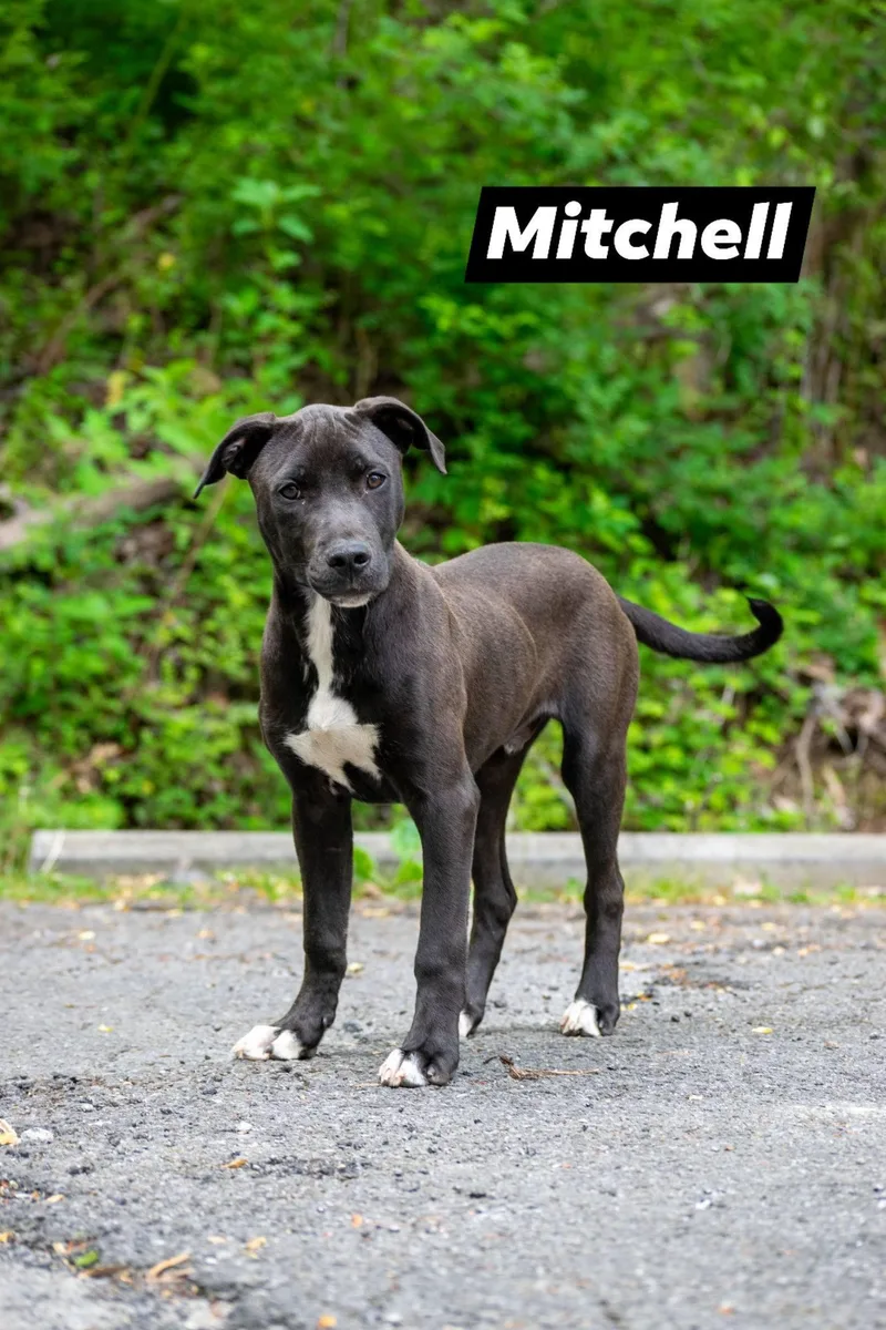 A young medium-sized male Black Labrador Retriever dog named Mitchell for adoption in Sevierville, TN