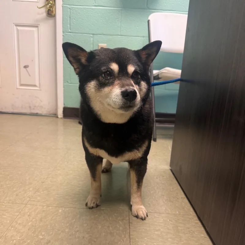 An adult small-sized female Black Shiba Inu dog named Dixie for adoption in Birdsboro, PA