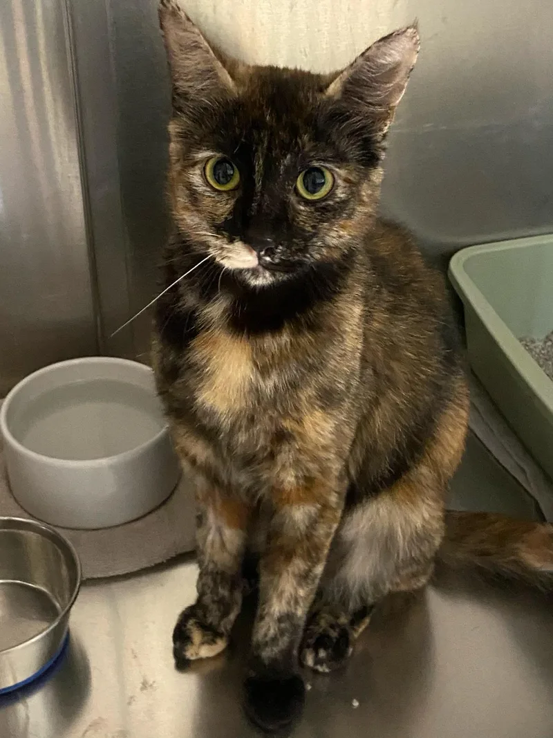 An adult medium-sized female Tortoiseshell Domestic Short Hair cat named Rosabelle for adoption in Warwick, RI