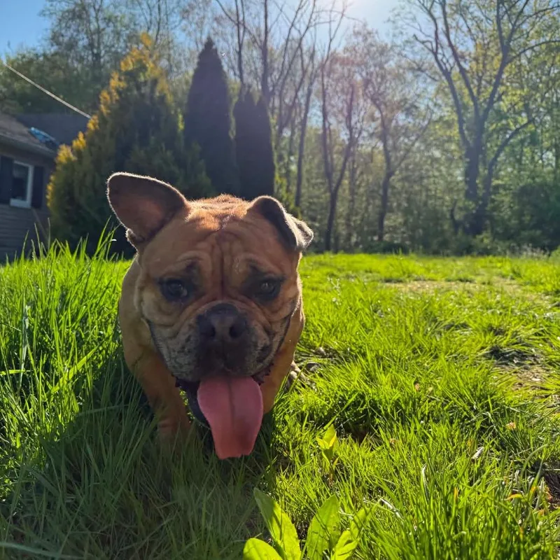 Rosie thumbnail 4