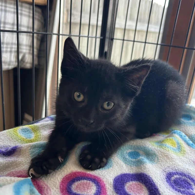 A baby medium-sized male Domestic Short Hair cat named Lego for adoption in St. Clair, MI