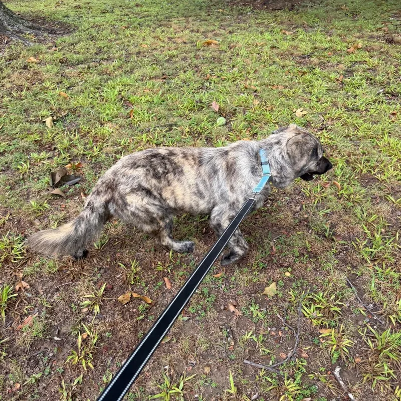 A young medium-sized female Brindle Labrador Retriever dog named Betty for adoption in Princeton, KY
