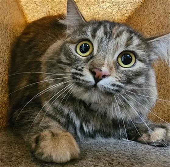 An adult small-sized female Domestic Medium Hair cat named Stevana for adoption in Lancaster, CA