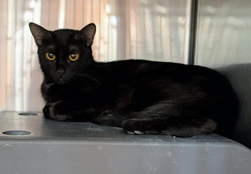 An adult large-sized female Black Domestic Medium Hair cat named Noir for adoption in Tucson, AZ