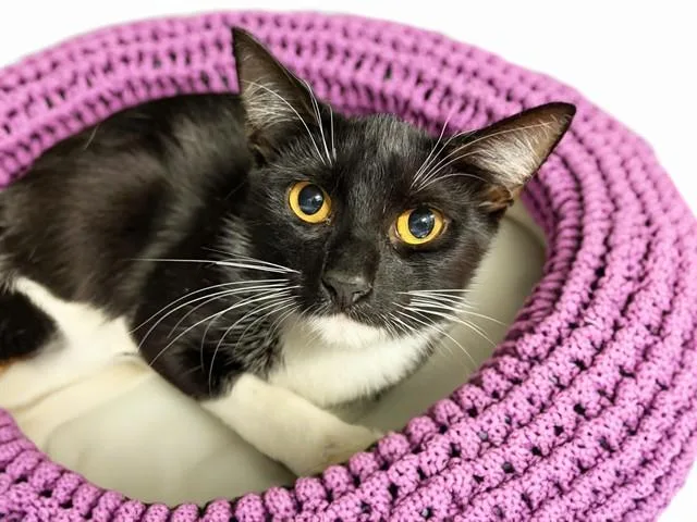 A young medium-sized female Domestic Short Hair cat named Sarah for adoption in Fort Lauderdale, FL
