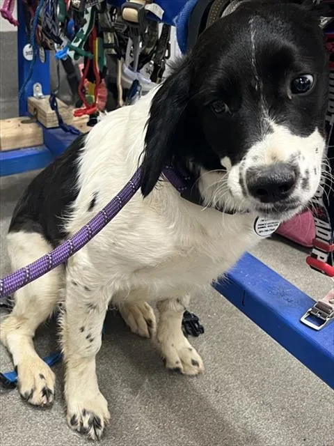 A young medium-sized female English Springer Spaniel dog named Sloane for adoption in Upper Marlboro, MD