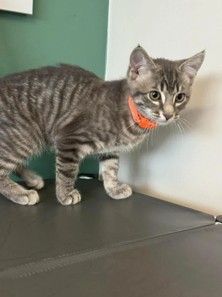 A baby medium-sized male Domestic Short Hair cat named Bohdi for adoption in Marion, OH