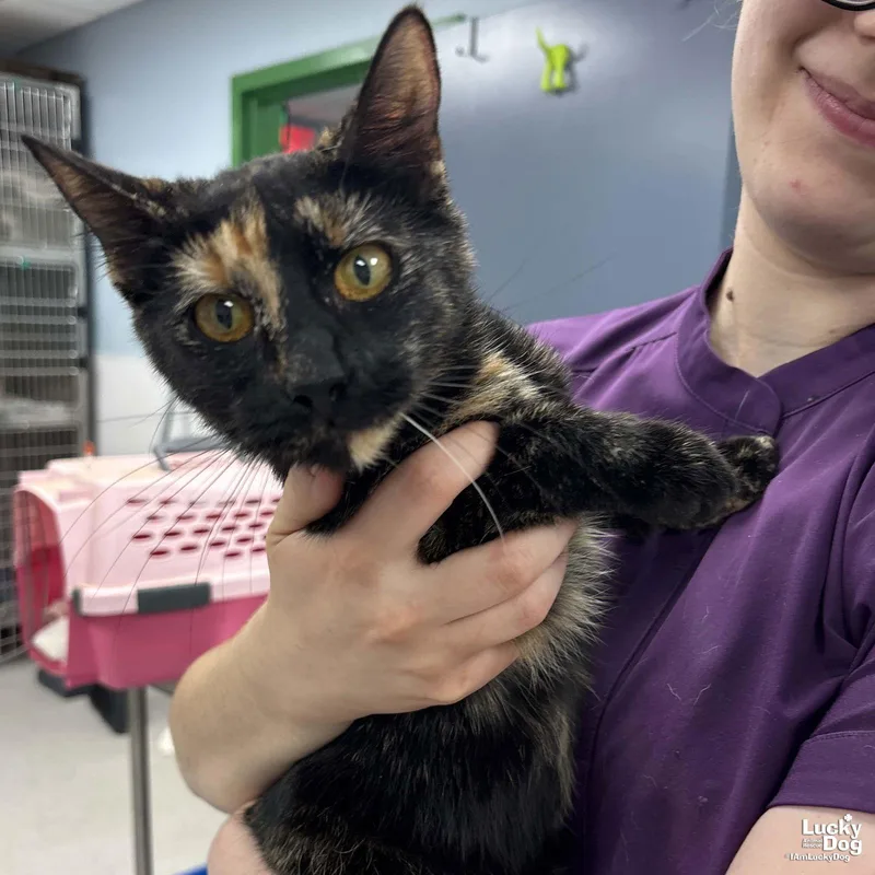 Maleficent thumbnail 2