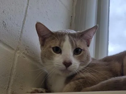A young small-sized male Domestic Short Hair cat named Alex for adoption in Woodbury, MN