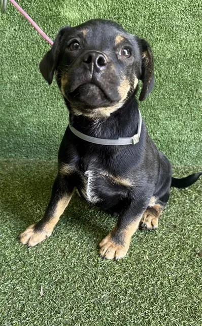 A baby small-sized male Pug dog named James for adoption in Lancaster, CA