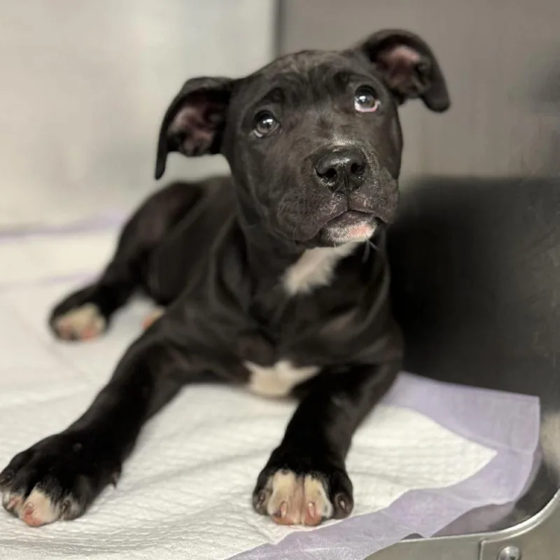 A baby large-sized female Black Pit Bull Terrier dog named Sprout for adoption in Martinsville, VA