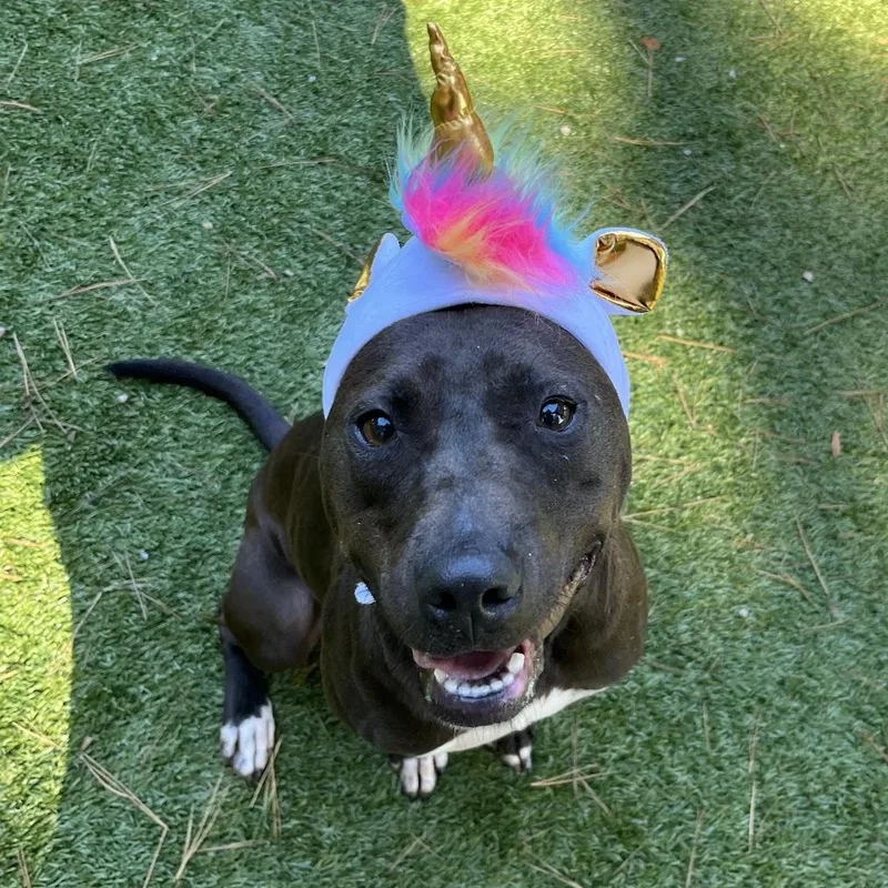 A young medium-sized male Black Pit Bull Terrier dog named Skeeter for adoption in Salisbury, NC