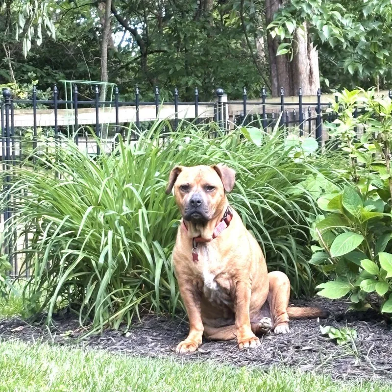 A senior medium-sized female Brown / Chocolate Boxer dog named Angel for adoption in Chantilly, VA