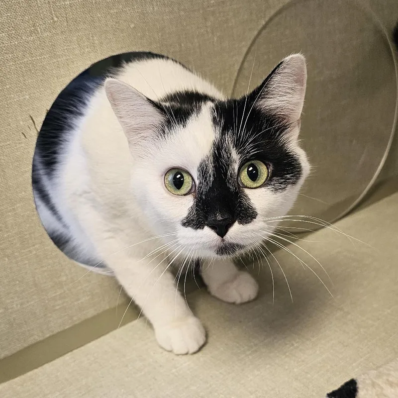 A young small-sized female White Domestic Short Hair cat named Kinsley for adoption in Monroe, MI