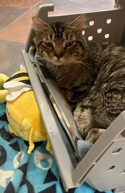 An adult medium-sized male Domestic Medium Hair cat named Theodore for adoption in Springfield, MA