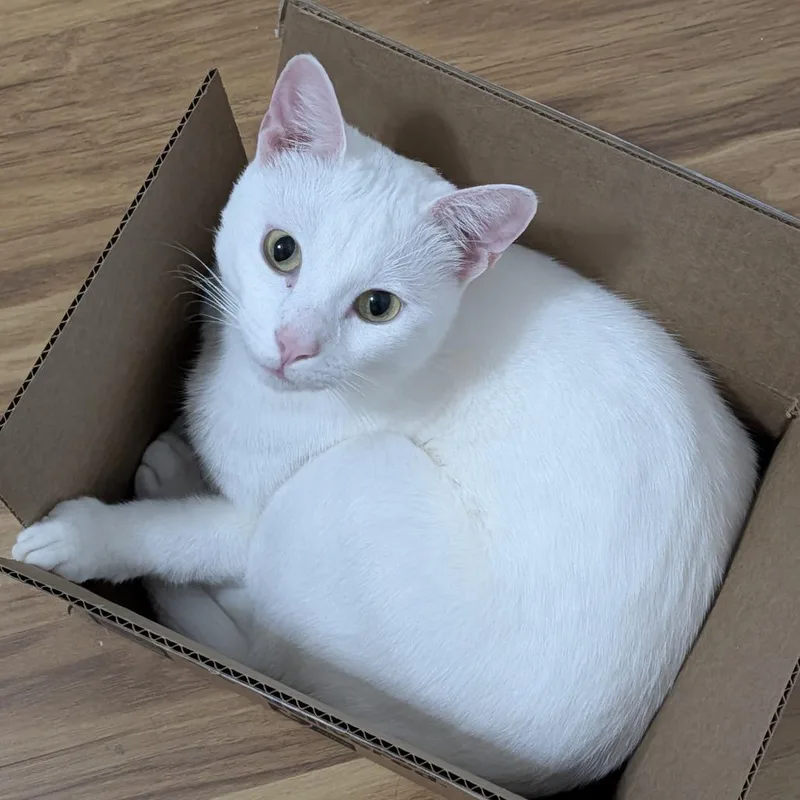An adult medium-sized male White Domestic Short Hair cat named Smudge for adoption in Boerne, TX