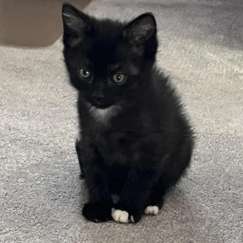 A baby small-sized male Black Domestic Short Hair cat named Ramen for adoption in Calverton, NY