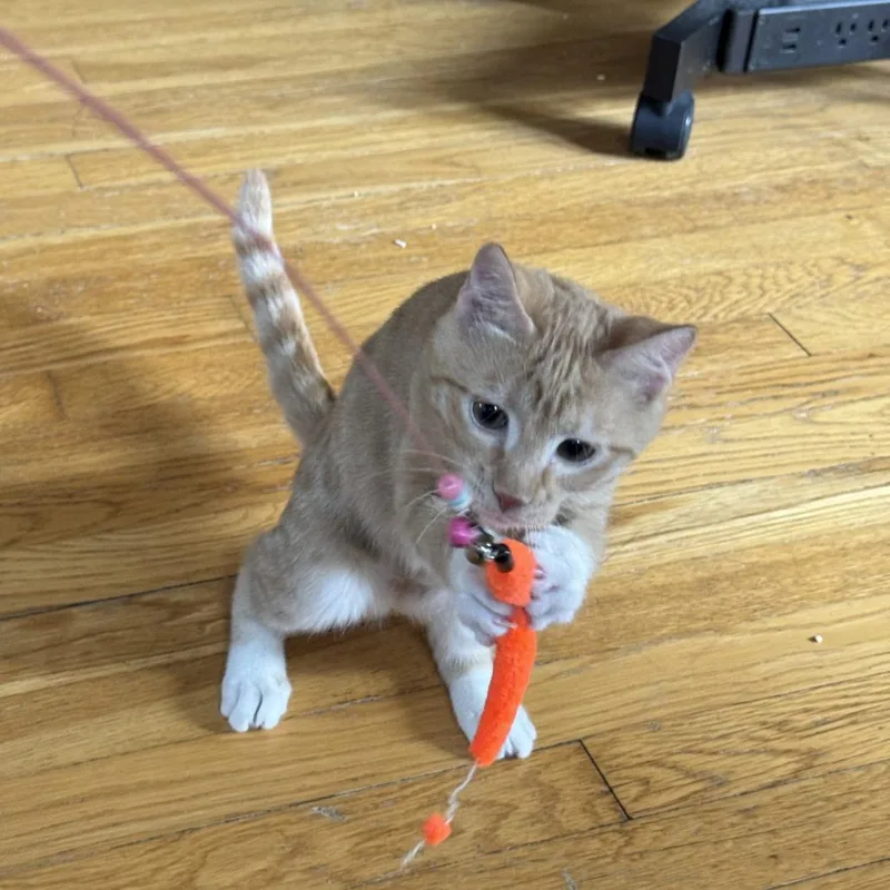 A baby small-sized male Orange / Red Domestic Short Hair cat named Hickory for adoption in St. Paul, MN
