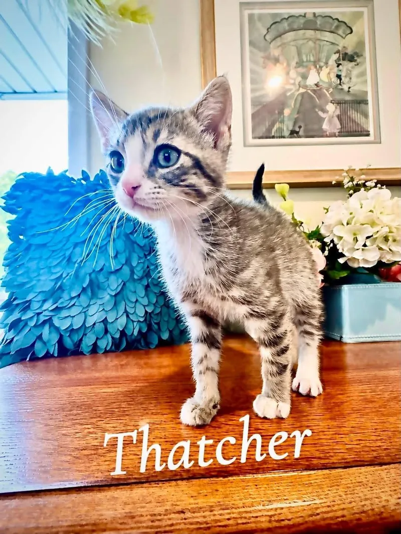 A baby medium-sized male Tabby (Gray / Blue / Silver) Tabby cat named Thatcher for adoption in Saginaw, MI