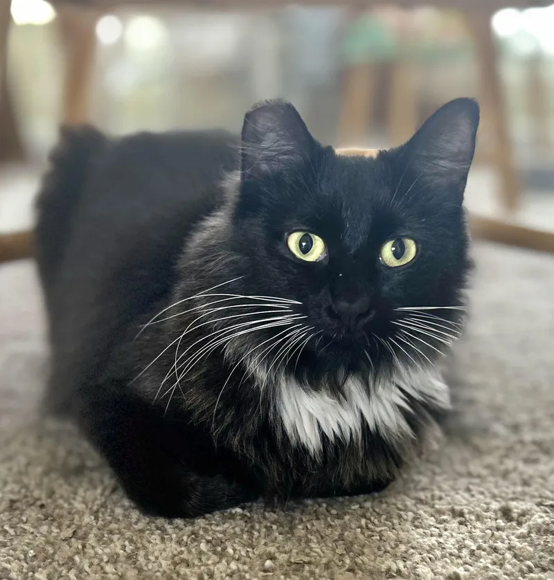 A young medium-sized female Black & White / Tuxedo Tuxedo cat named Jewel for adoption in Springfield, OR