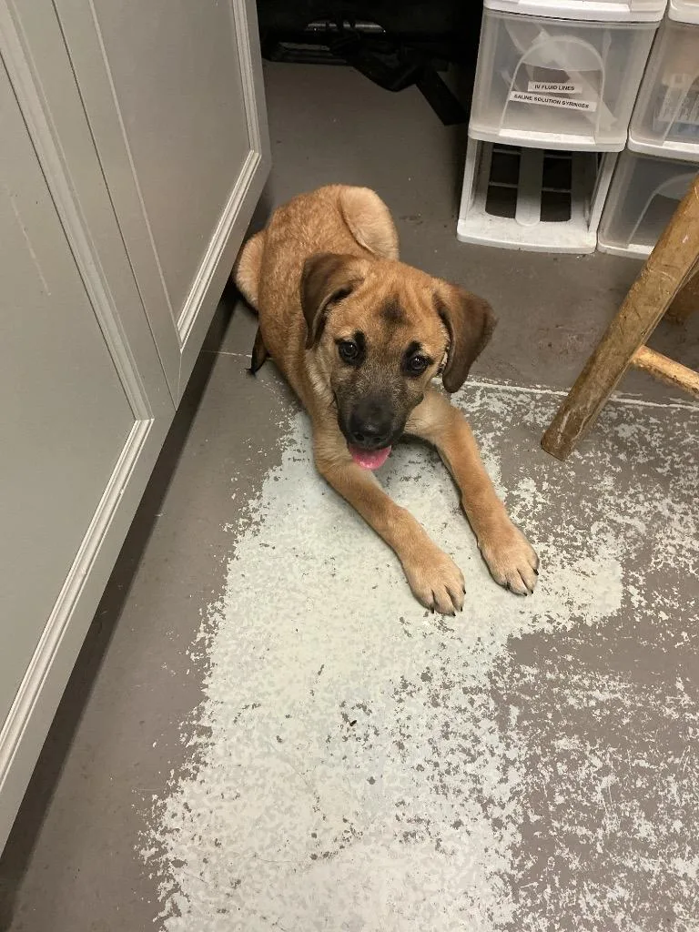 A baby small-sized male Mixed Breed dog named Bj for adoption in Dyersburg, TN
